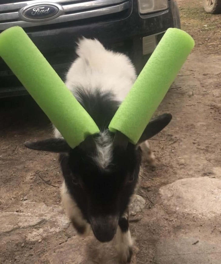 коза с зелеными насадками на рогах