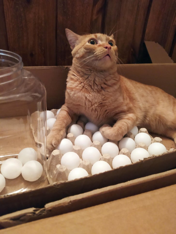 рыжий кот лежит на лотке с яйцами