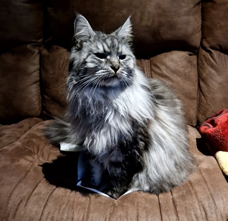 серая кошка на коричневом диване