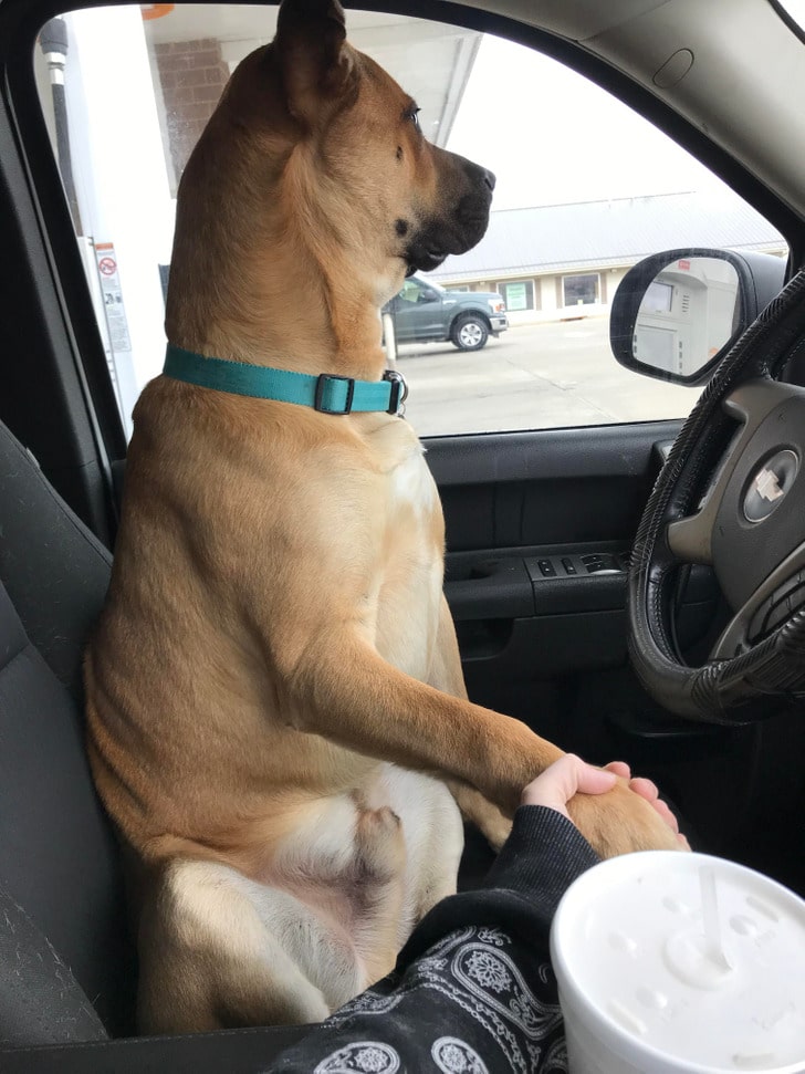пес сидит на водительском сидении