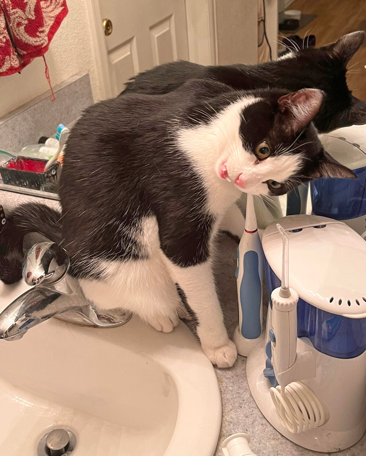черно-белый кот грызет зубную щетку на раковине