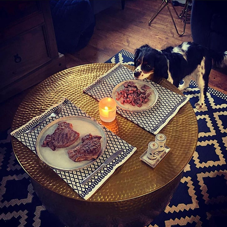 собака перед столом с едой