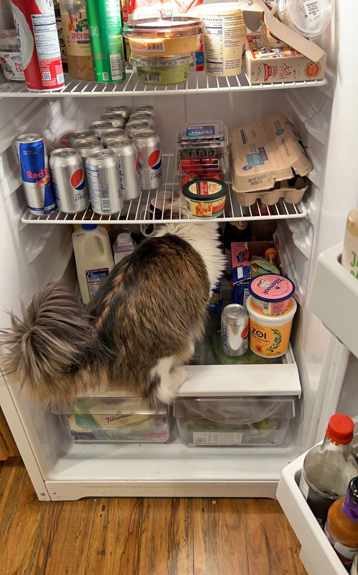 кошка сидит на полке в холодильнике