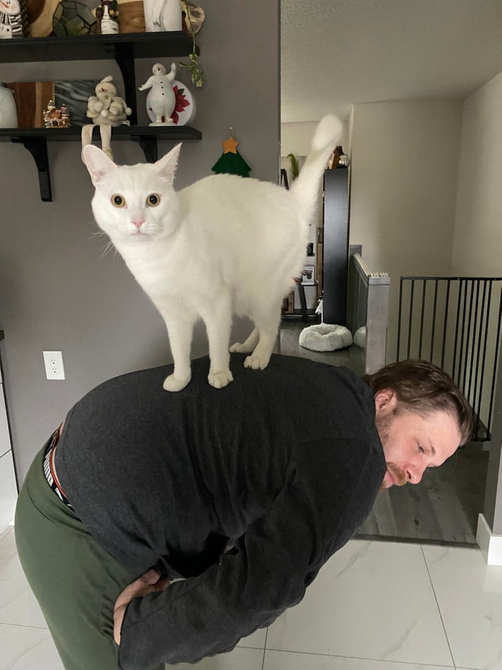 белый кот на спине у парня