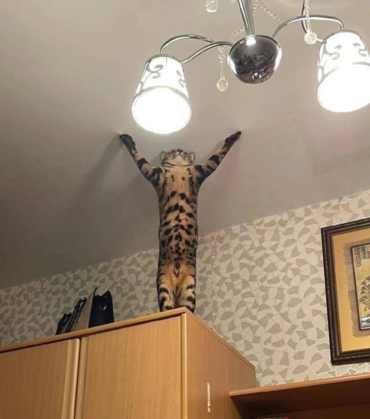 кот стоит на задних лапах на шкафу