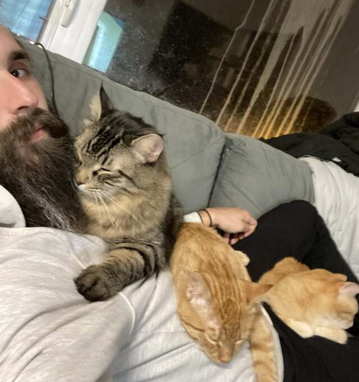 бородатый мужчина и три кошки на диване
