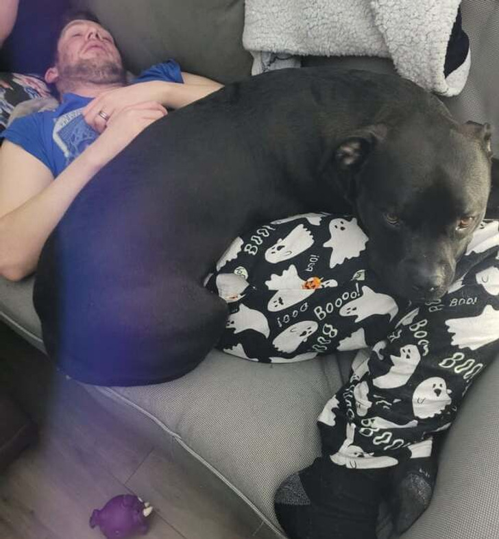 черный пес спит на мужчине