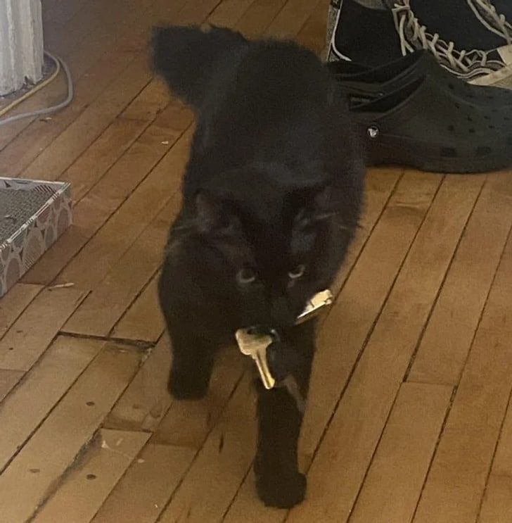 черный кот с ключами