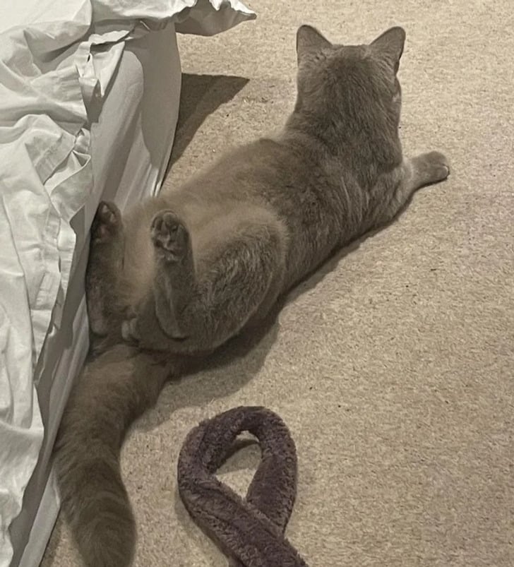 серый кот лежит на полу