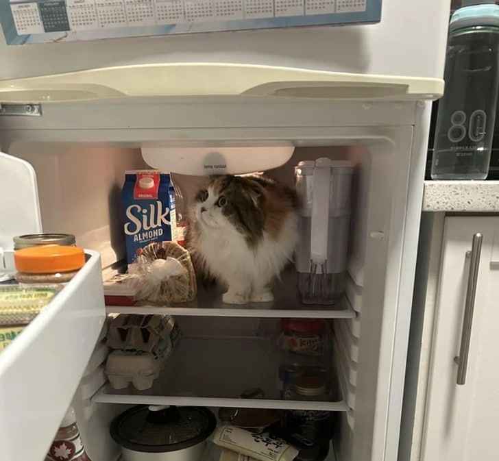 кошка сидит на верхней полке в холодильнике