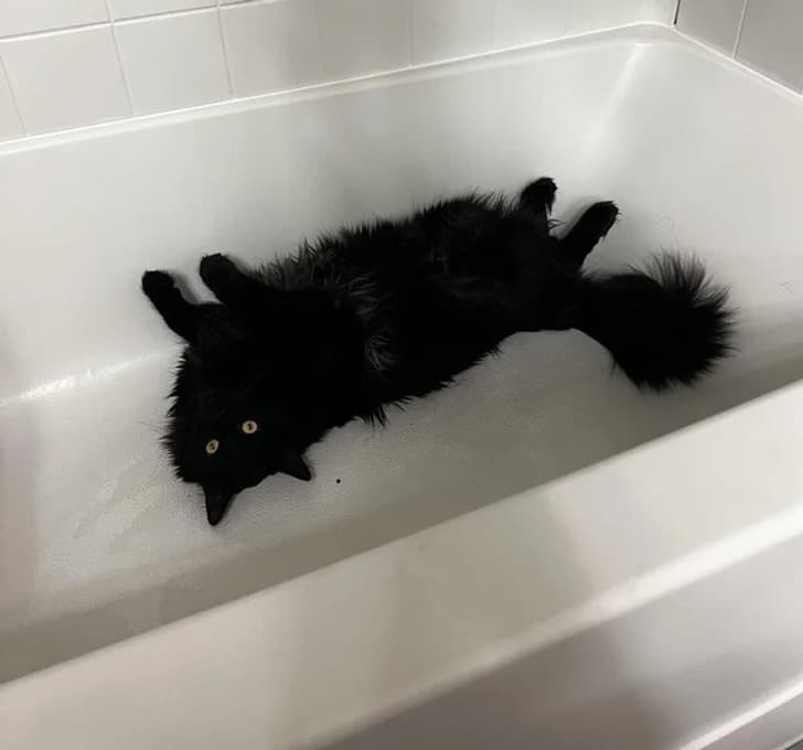 черная кошка лежит в ванне