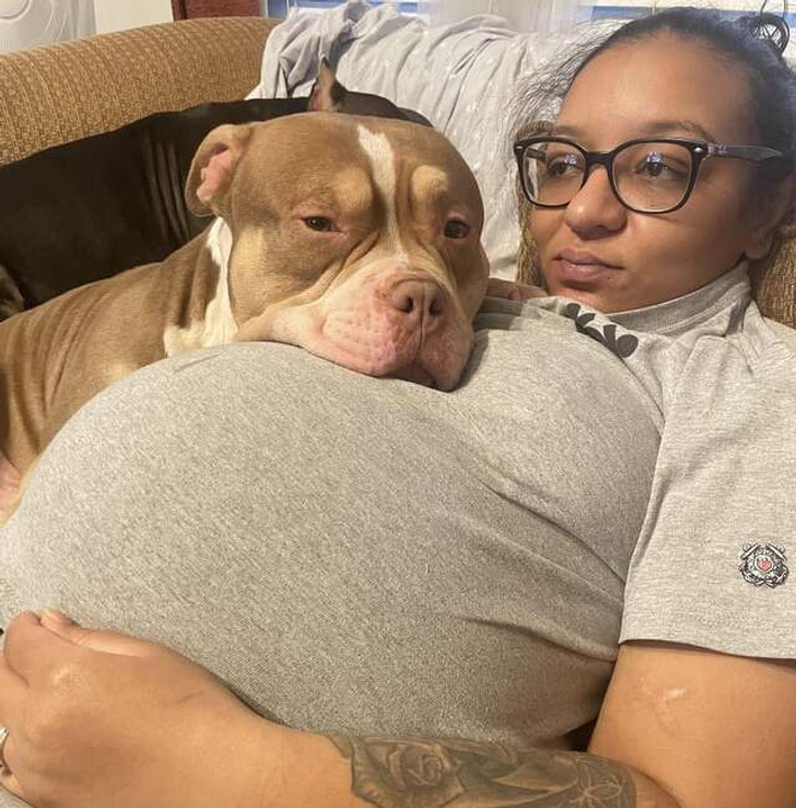 собака лежит рядом с беременной хозяйкой