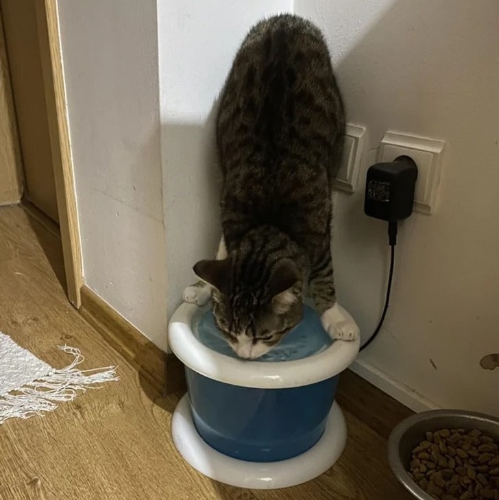 кот пьет воду из поилки