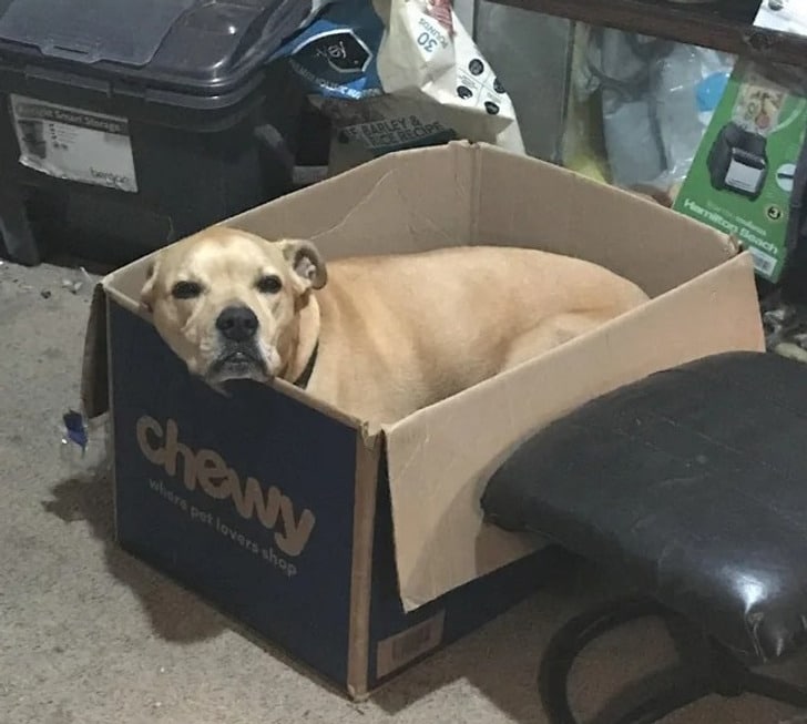 рыжий пес в коробке