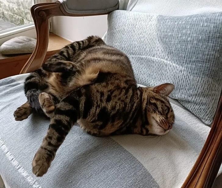 полосатый кот лежит на кресле