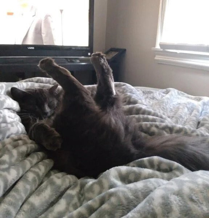 серый кот спит лапами вверх