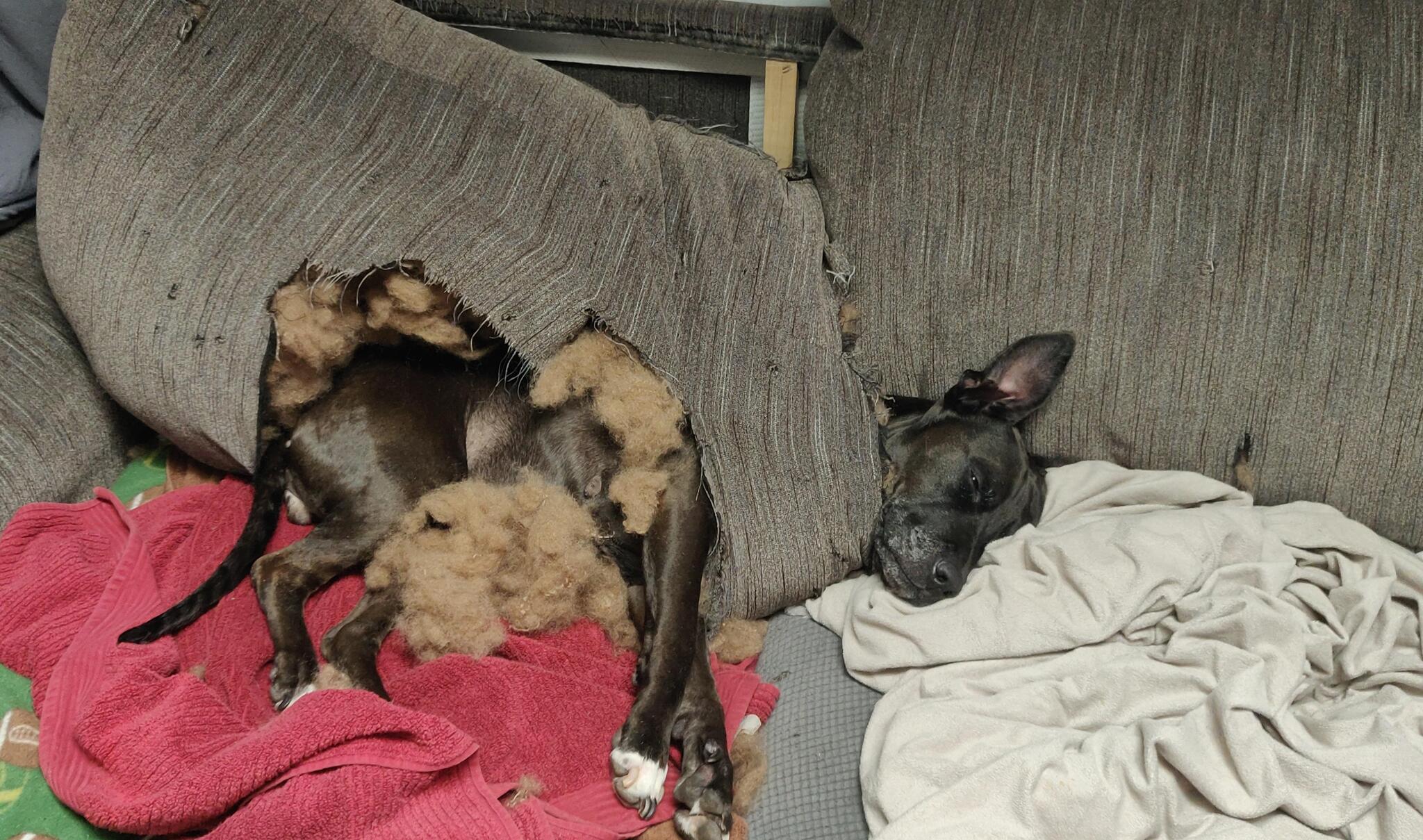 черная собака спит в разорванной подушке