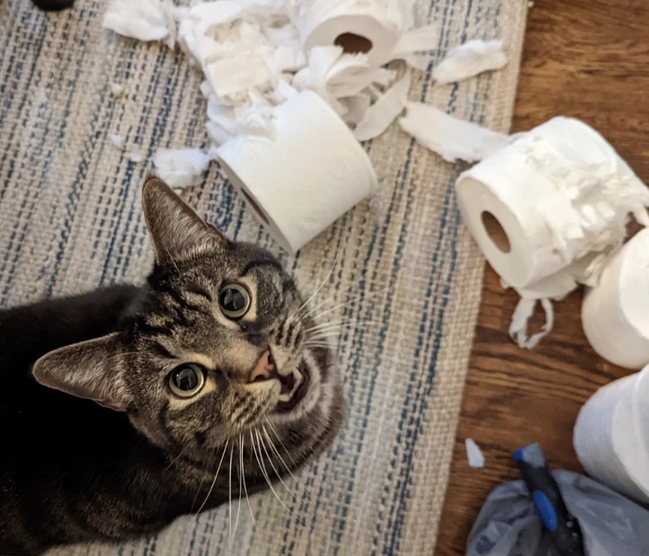 полосатый кот и порванная туалетная бумага
