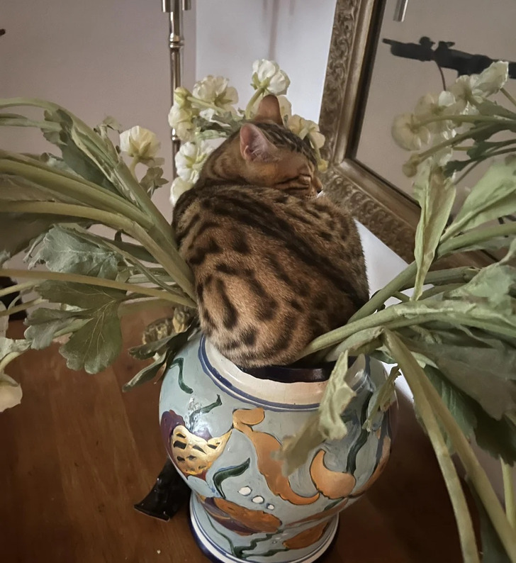 полосатый кот спит в вазе с цветами