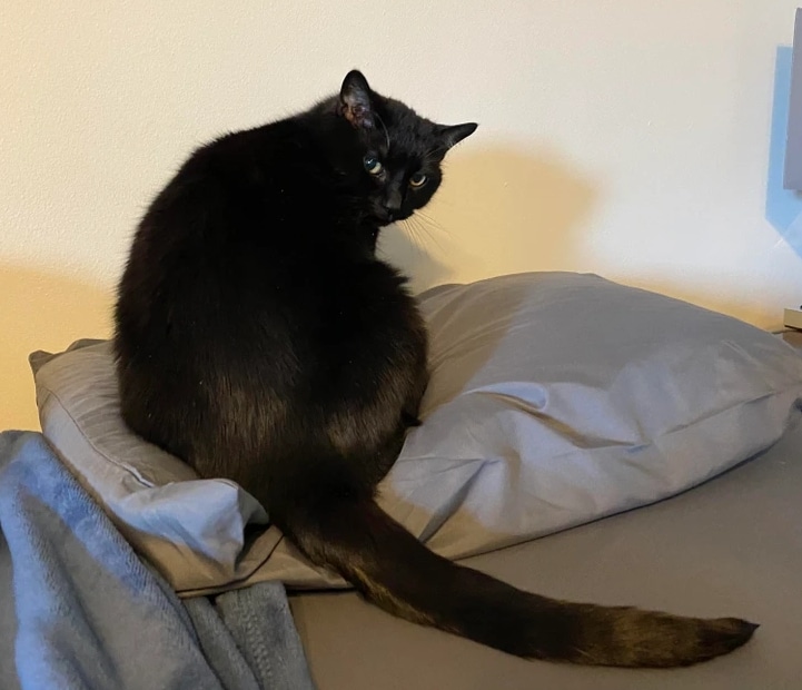 черная кошка сидит на подушке