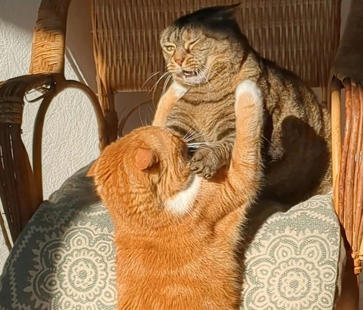 два кота дерутся за кресло