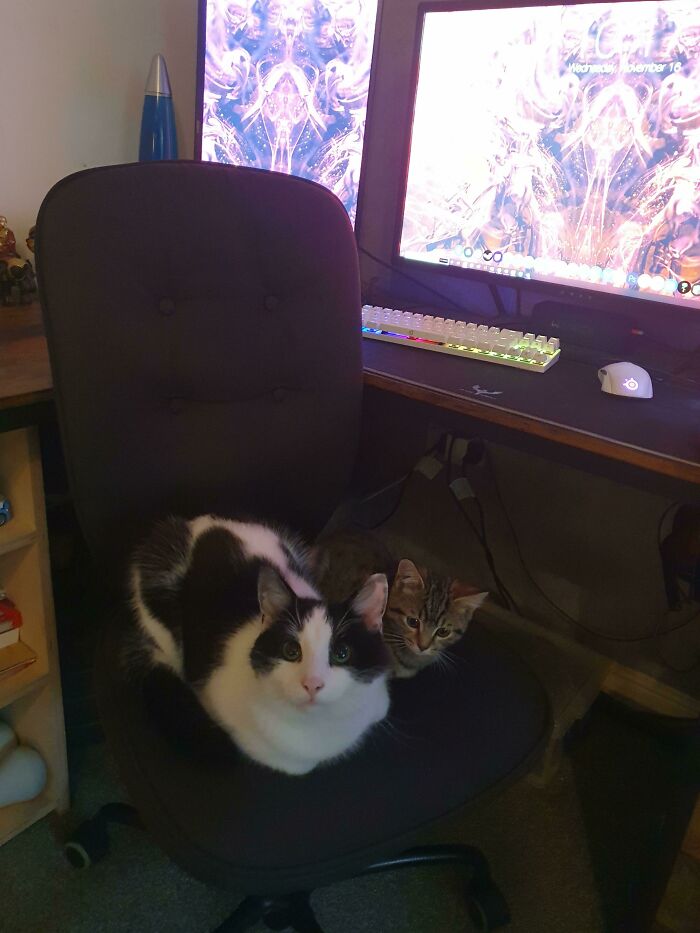 два кота на компьютерном кресле