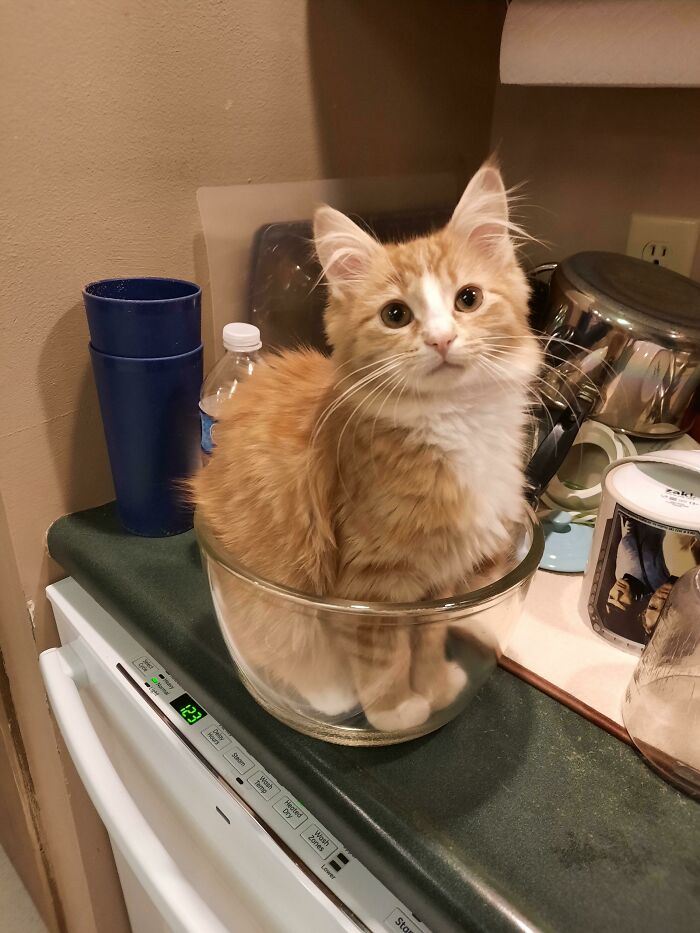 рыжий кот сидит в миске