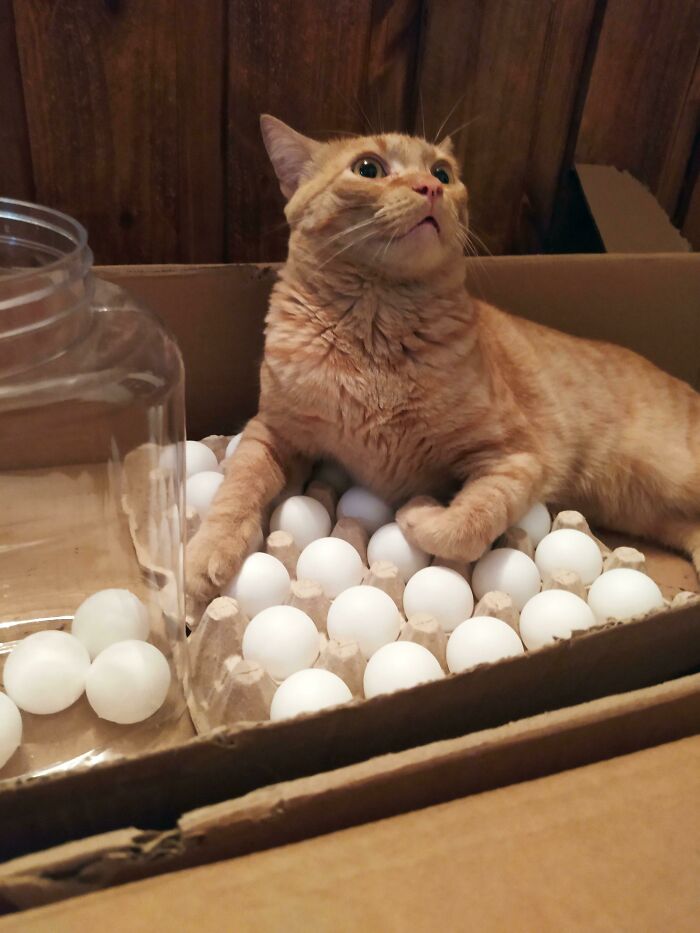 рыжий кот сидит на лотке с яйцами