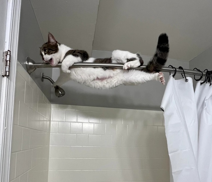 черно-белая кошка висит на душевой шторе