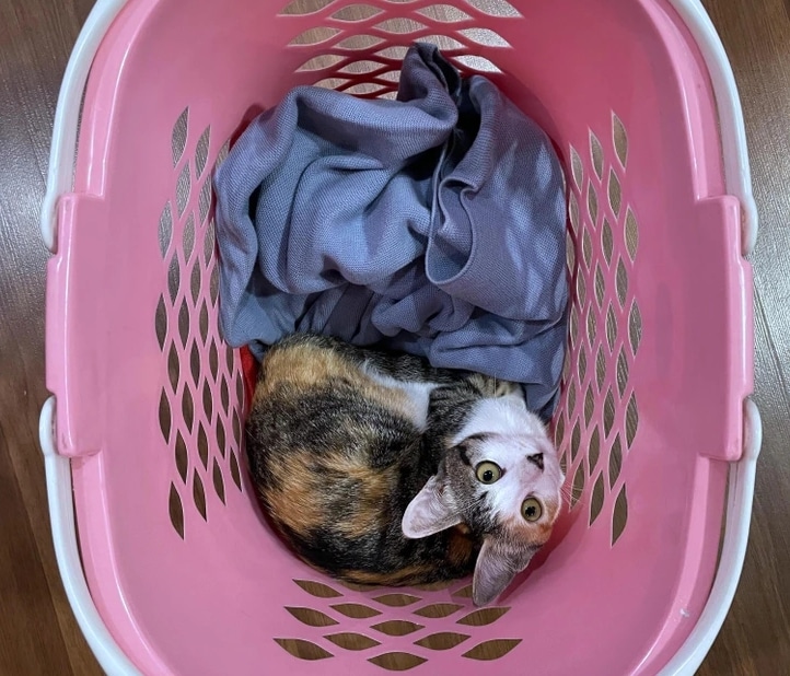 кошка лежит в розовой корзине с бельем