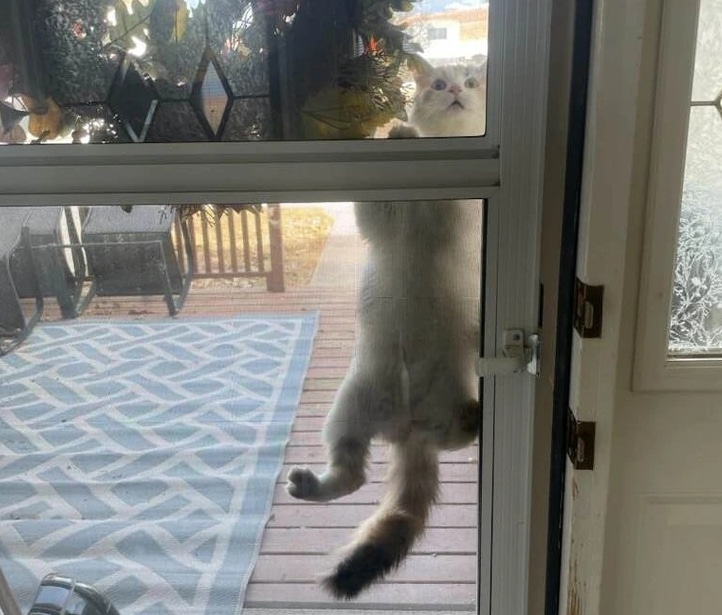 кот висит на сетчатой двери