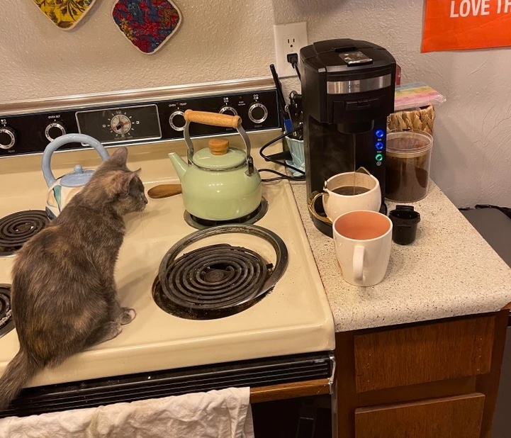 серая кошка сидит на плите в кухне