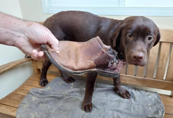 собаке показывают сжеванный ботинок
