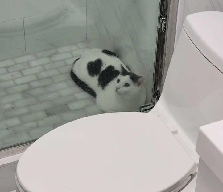 черно-белый кот сидит в душевой кабине