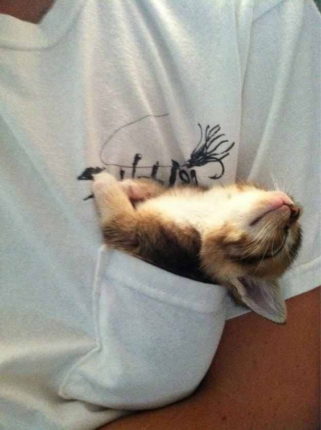 котенок спит в кармане футболки