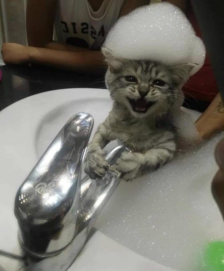 полосатый кот с пеной на голове