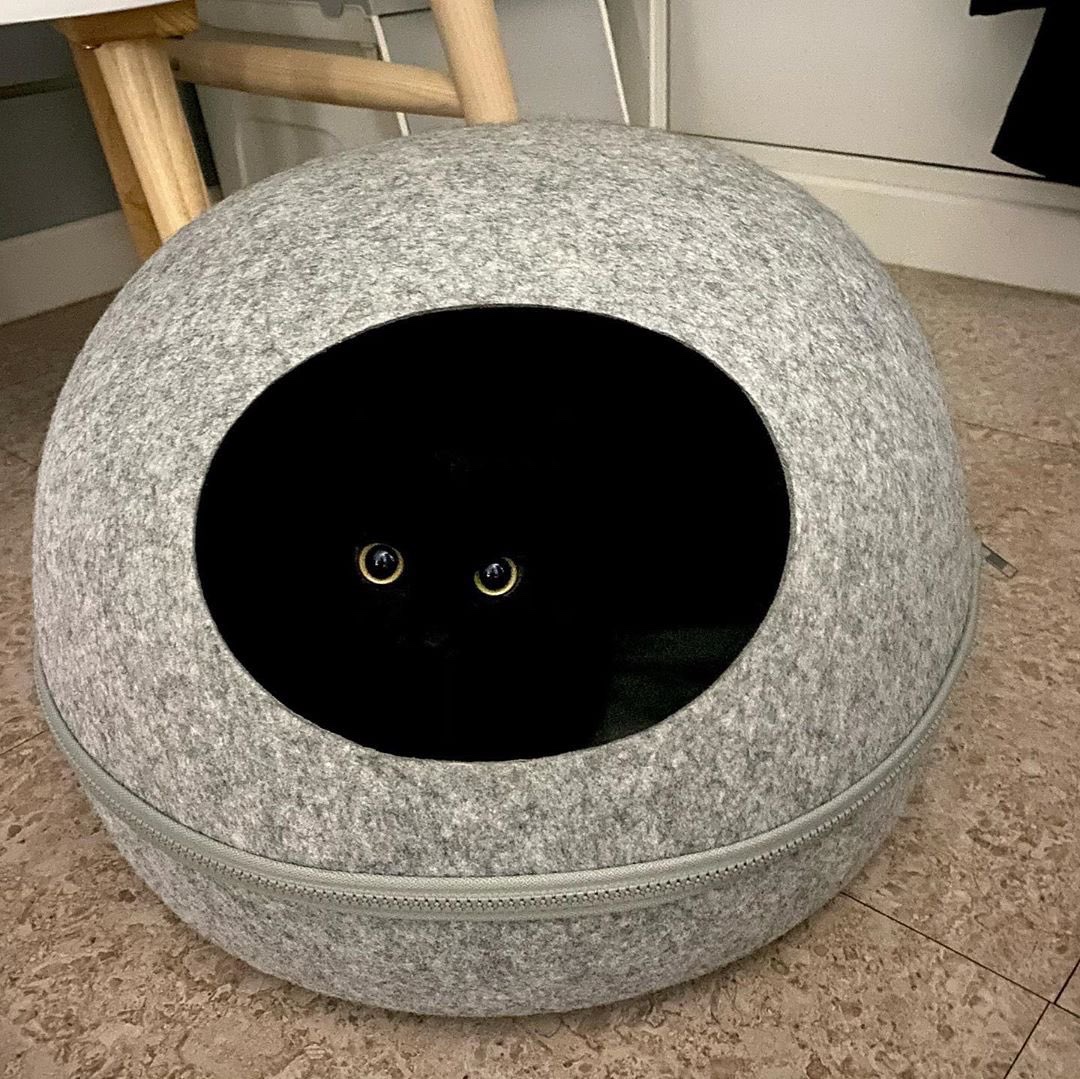 черный кот сидит в лежанке