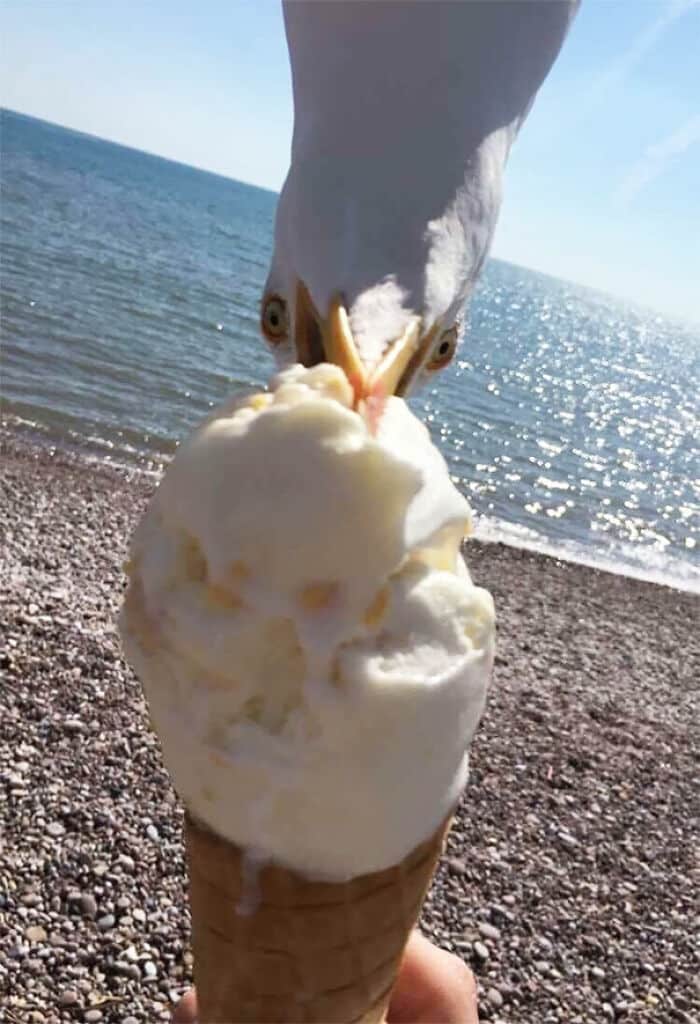 чайка клюет мороженое