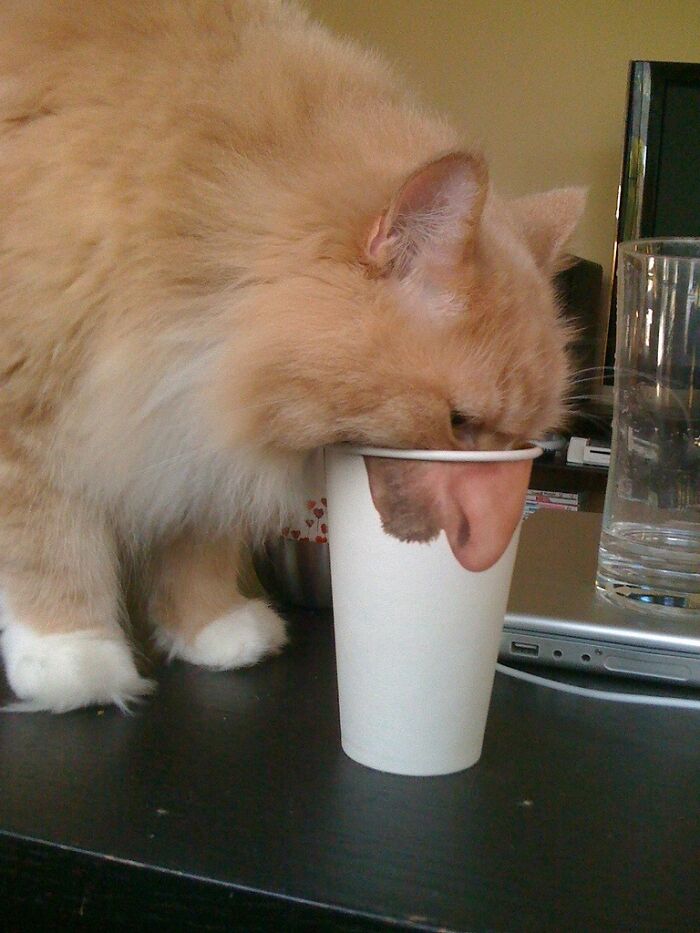 рыжий кот пьет из стакана
