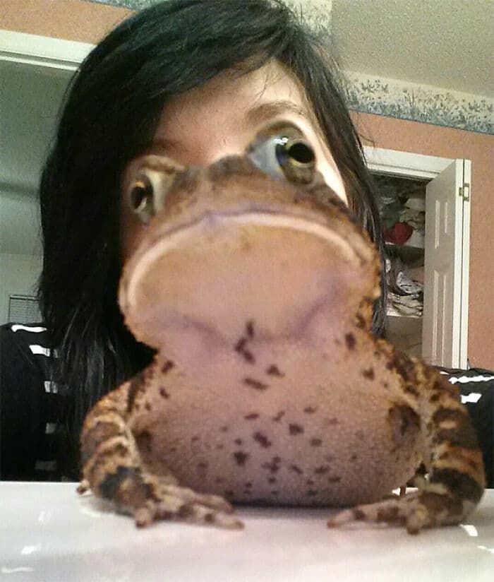 жаба на фоне женского лица