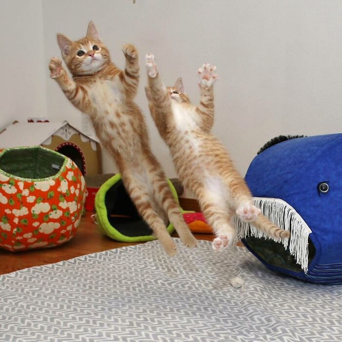 два рыжих кота в прыжке