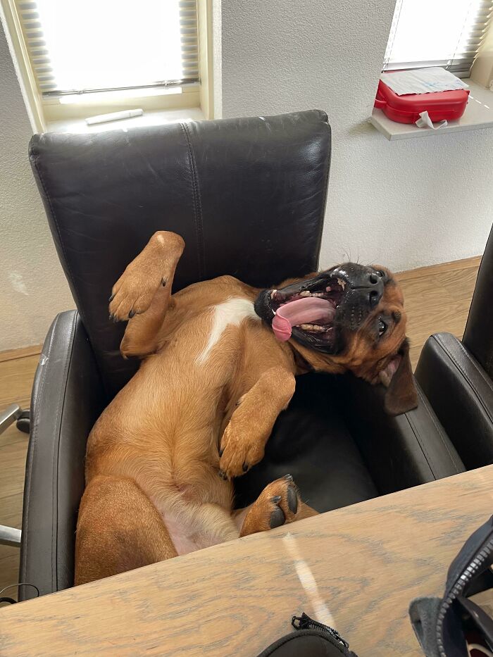 рыжий пес зевает в кресле