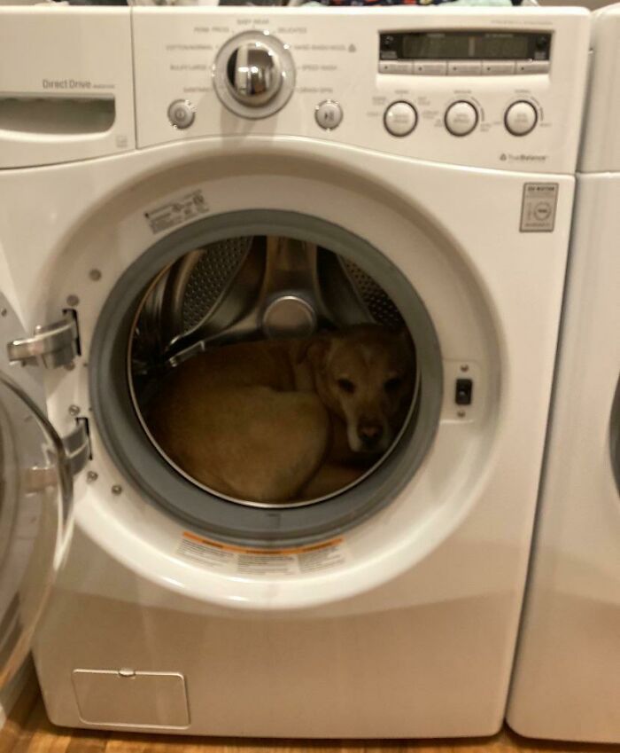 собака в барабане стиральной машинки
