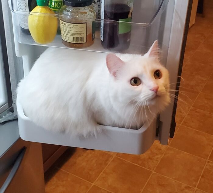 белая кошка сидит в дверце холодильника