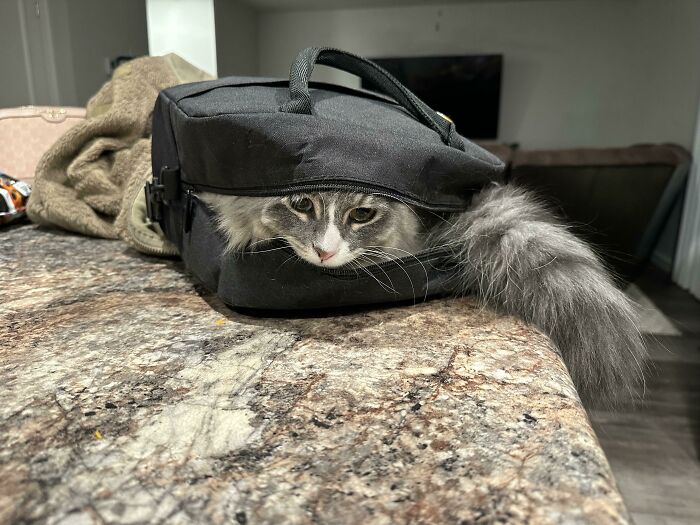 серая кошка в черной сумке на столе