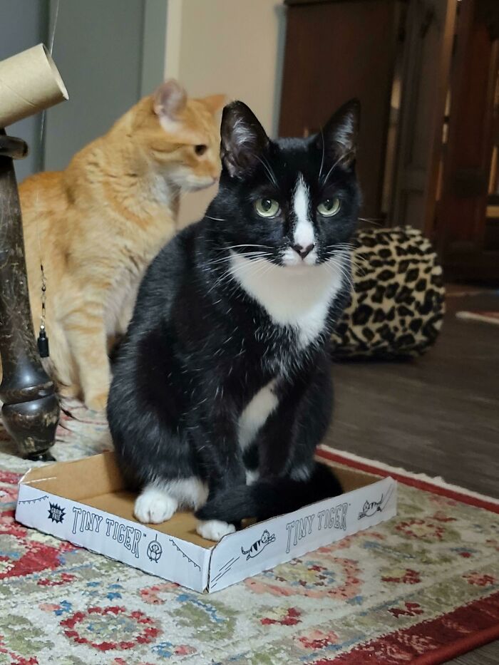 черно-белый кот сидит на крышке от коробки