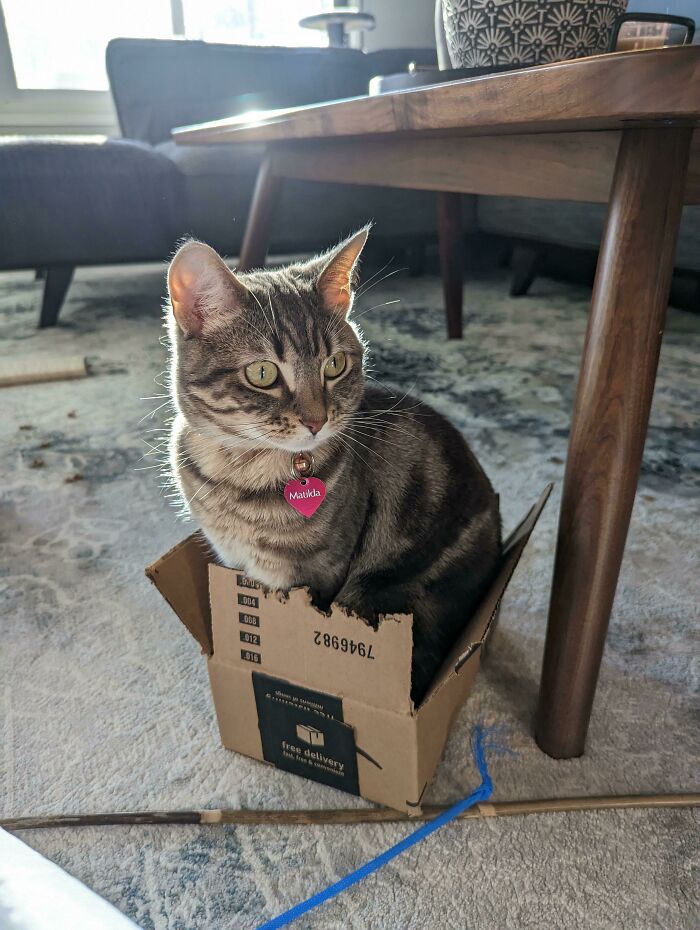 кошка сидит в коробке на полу