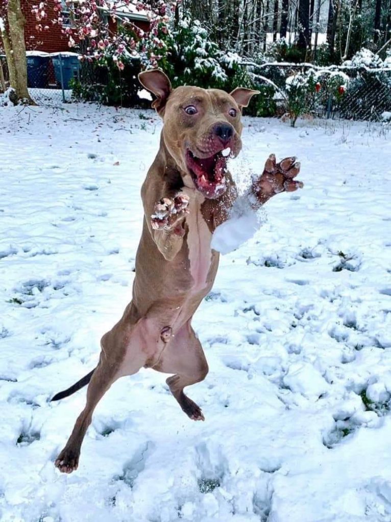 собака прыгает за снежком