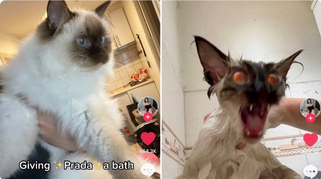 кошка до и после купания