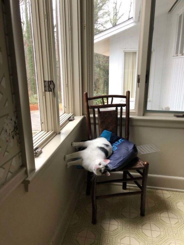 кот лежит на стуле у окна